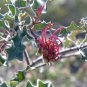 5 AU Seeds GREVILLEA nudiflora
