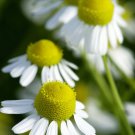 100 AU Seeds German Chamomile Matricaria recuita