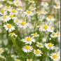 100 AU Seeds German Chamomile Matricaria recuita