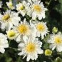 Chrysanthemum parthenium Feverfew Tall Single White 100 AU seeds