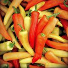 Capsicum Annuum Hungarian Hot Wax 25 AU Seeds Fresh