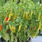 Capsicum Annuum Hungarian Hot Wax 25 AU Seeds Fresh