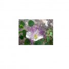 Caper Bush Capparis sponosa 10 AU Seeds Fresh