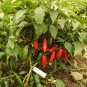 Chilli Jalapeno Capsicum Annuum 30 AU Seeds Fresh