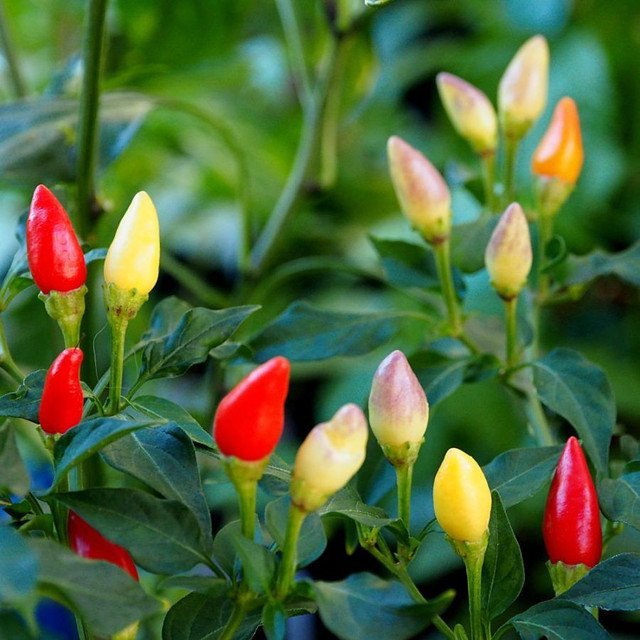 New Chilli Mexico Twilight 30 AU Seeds
