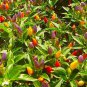 New Chilli Mexico Twilight 30 AU Seeds