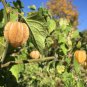 50 AU Seeds Cape Gooseberry PHYSALIS peruviana