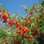 50 AU Seeds Chinese Wolf Berry Lycium chinense