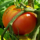 50 AU Seeds Fresh Tomato Break O Day