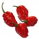 Red Chilli Habanero Capsicum chinense 20 AU Seeds