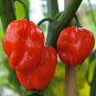 Red Chilli Habanero Capsicum chinense 20 AU Seeds