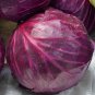 Red Cabbage Acre Brassica oleracea 100 AU seeds
