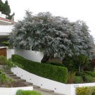 Eucalyptus cinerea Argyle Apple 50 AU Seeds