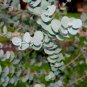 Eucalyptus cinerea Argyle Apple 50 AU Seeds