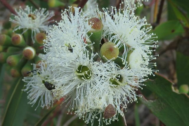 50 AU Seeds Mountain Ash Eucalyptus regnans