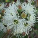 50 AU Seeds Mountain Ash Eucalyptus regnans