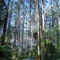 50 AU Seeds Mountain Ash Eucalyptus regnans