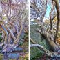 50 AU Seeds Wolgan Snow Gum Eucalyptus Gregsoniana