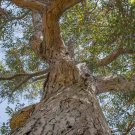 200 AU Seeds Red Mahogany Eucalyptus resinifera