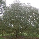 30 AU Seeds Omeo Gum Eucalyptus neglecta