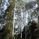 50 AU Seeds Flooded or Rose Gum Eucalyptus grandis