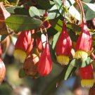 50 AU Seeds Fuchsia Gum Eucalyptus Forrestiana