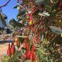 50 AU Seeds Fuchsia Gum Eucalyptus Forrestiana