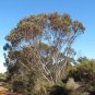 50 AU Seeds Fuchsia Gum Eucalyptus Forrestiana