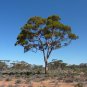 Box Gum Red Eucalyptus polyanthemos 50 AU Seeds