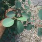 Box Gum Red Eucalyptus polyanthemos 50 AU Seeds