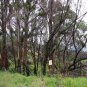 Eucalyptus robusta Swamp Mahogany 50 AU Seeds