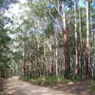 30 AU Seeds Blackbutt Eucalyptus pilularis