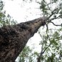 30 AU Seeds Blackbutt Eucalyptus pilularis