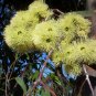 30 AU Seeds Blackbutt Eucalyptus pilularis