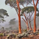 50 AU Seeds Hills Salmon Gum Eucalyptus tintinnans