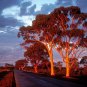 50 AU Seeds Hills Salmon Gum Eucalyptus tintinnans