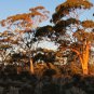 50 AU Seeds Hills Salmon Gum Eucalyptus tintinnans