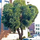 50 AU Seeds Red Ironbark Eucalyptus fibrosa