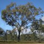 50 AU Seeds Red Ironbark Eucalyptus fibrosa