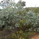 Eucalyptus Pleurocarpa Tallerack 30 AU Seeds