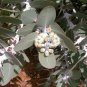 Eucalyptus Pleurocarpa Tallerack 30 AU Seeds