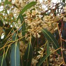Eucalyptus cladocalyx nana Dwarf Sugar Gum 50 AU Seeds