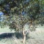 Eucalyptus cladocalyx nana Dwarf Sugar Gum 50 AU Seeds