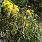 Eucalyptus cladocalyx nana Dwarf Sugar Gum 50 AU Seeds