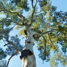 20 AU Seeds Tasmanian Blue Gum Eucalyptus globulus