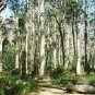 20 AU Seeds Tasmanian Blue Gum Eucalyptus globulus