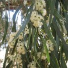 Box Eucalyptus melliodora Yellow 100 AU Seeds