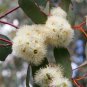 Box Eucalyptus melliodora Yellow 100 AU Seeds