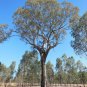 Box Eucalyptus melliodora Yellow 100 AU Seeds