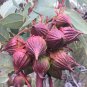 25 AU Seeds Large fruited mallee Eucalyptus youngiana